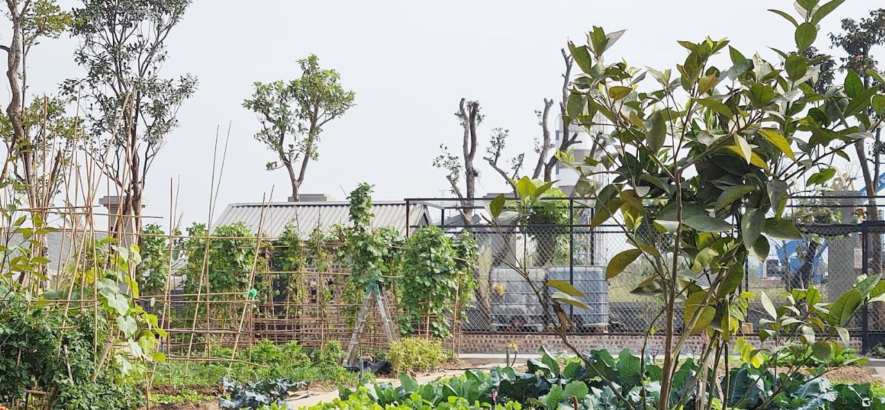 Biệt thự nuôi gà, trồng rau ngoại thành Hà Nội bất ngờ được thổi giá 'dựng ngược' ảnh 13