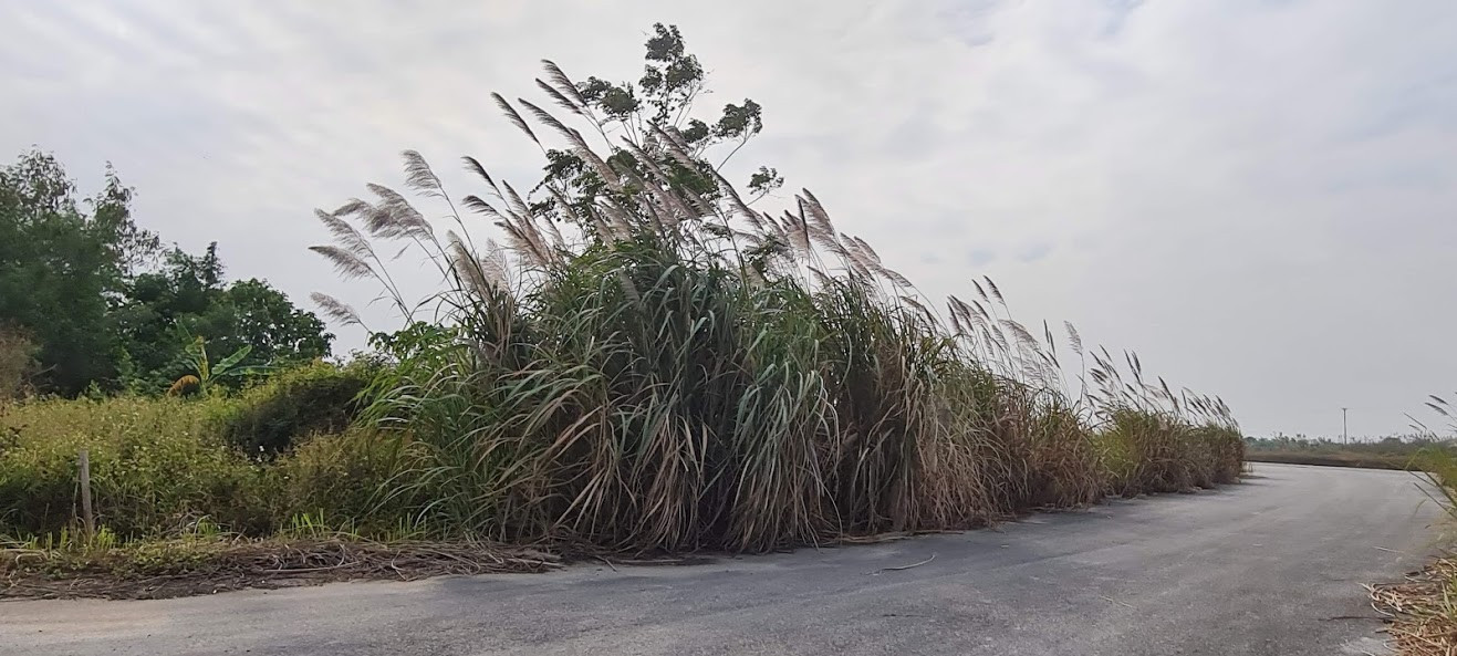 Biệt thự nuôi gà, trồng rau ngoại thành Hà Nội bất ngờ được thổi giá 'dựng ngược' ảnh 19
