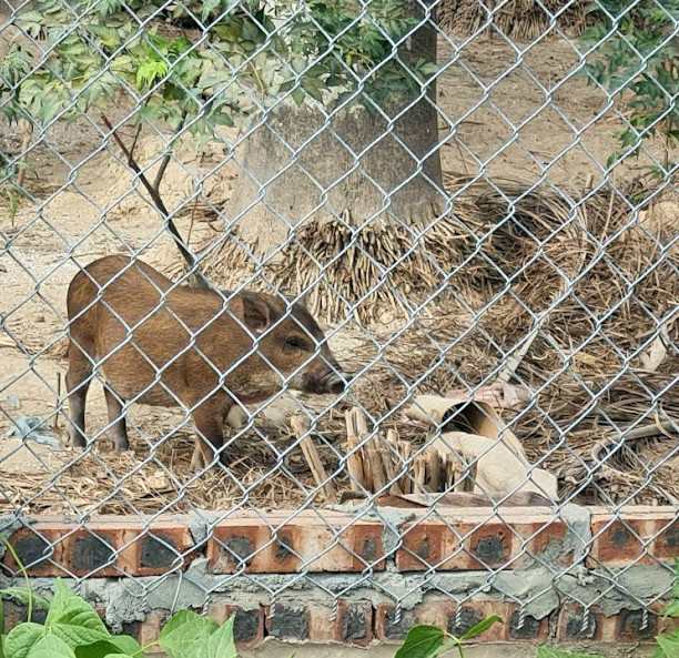 Biệt thự nuôi gà, trồng rau ngoại thành Hà Nội bất ngờ được thổi giá 'dựng ngược' ảnh 9