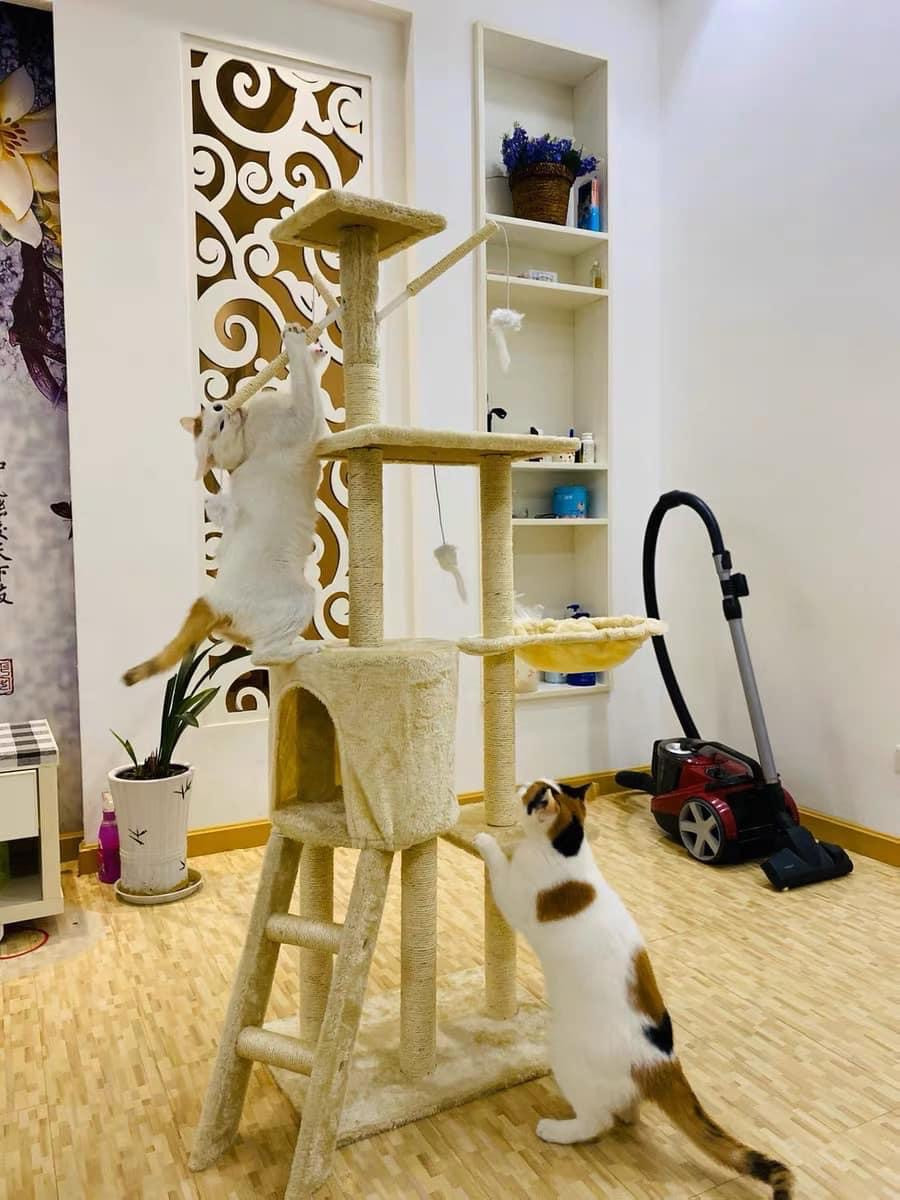 Dịch vụ đón thú cưng đi tắm, giải khuây cho chó mèo 'đắt hàng' mùa dịch ảnh 3