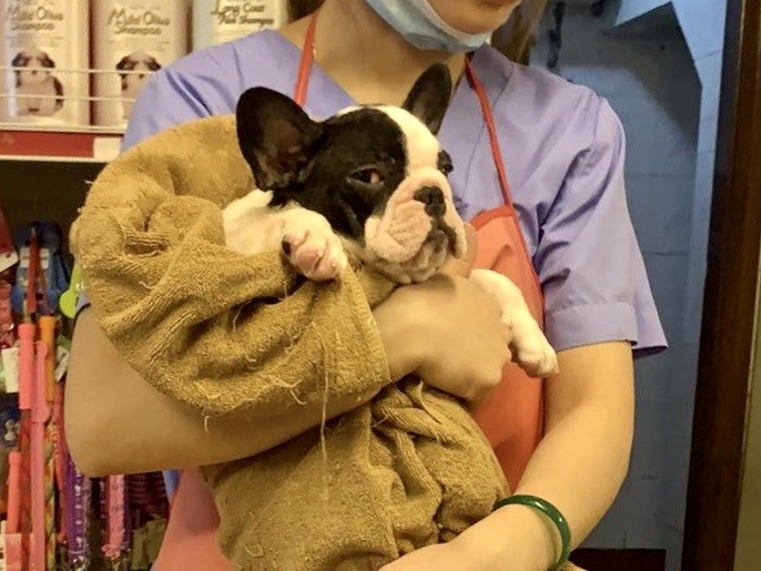 Dịch vụ đón thú cưng đi tắm, giải khuây cho chó mèo 'đắt hàng' mùa dịch ảnh 1