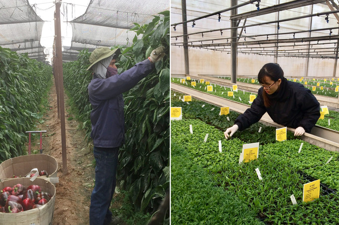 Cặp vợ chồng 'cất bằng kỹ sư' về quê làm nông dân ảnh 2