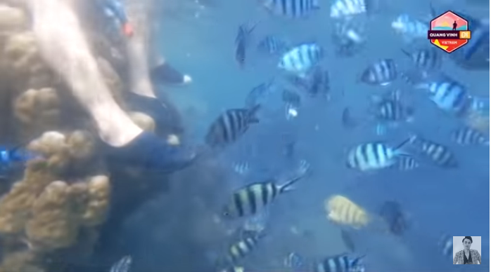 Quang Vinh, Phạm Quỳnh Anh bị chỉ trích thiếu hiểu biết khi ngồi lên rạn san hô ảnh 3