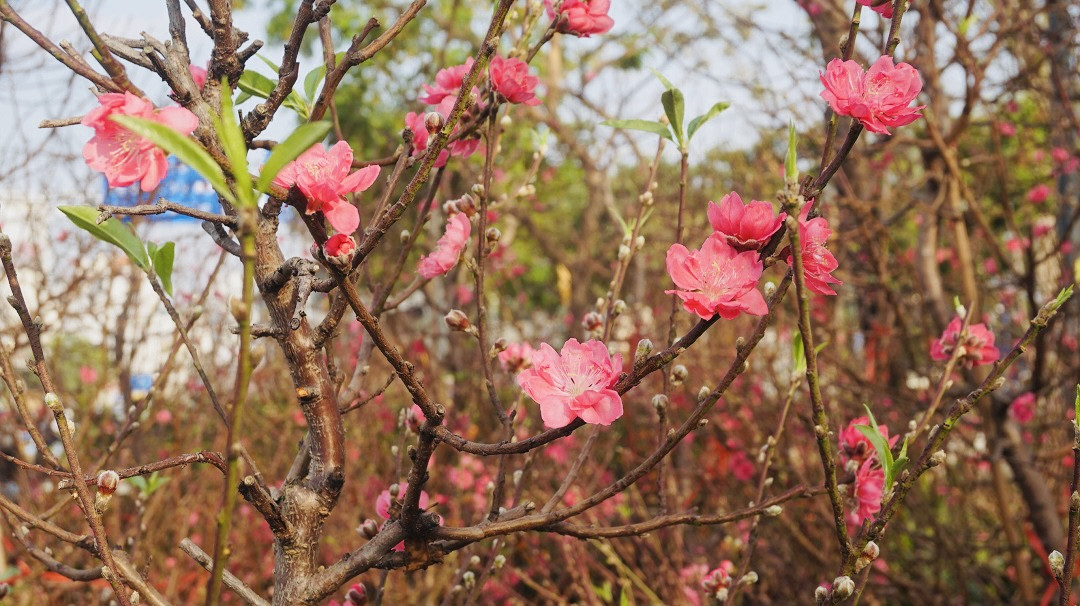 Đào miền Bắc đỏ rực ở đất phương Nam ảnh 8