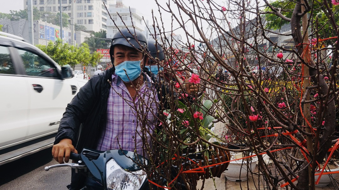 Đào miền Bắc đỏ rực ở đất phương Nam ảnh 6