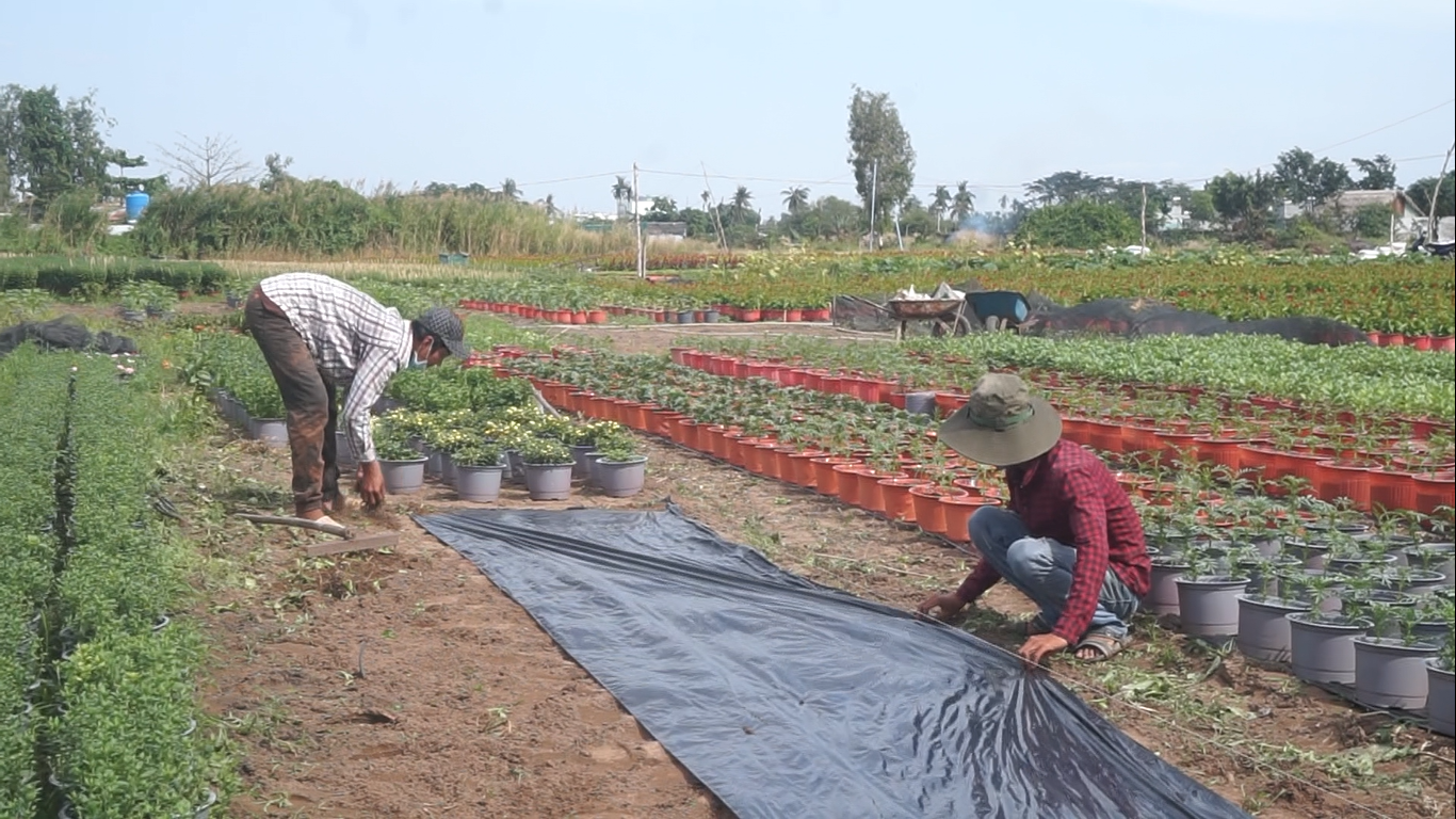 Nhà vườn TPHCM thấp thỏm vụ hoa Tết ảnh 4