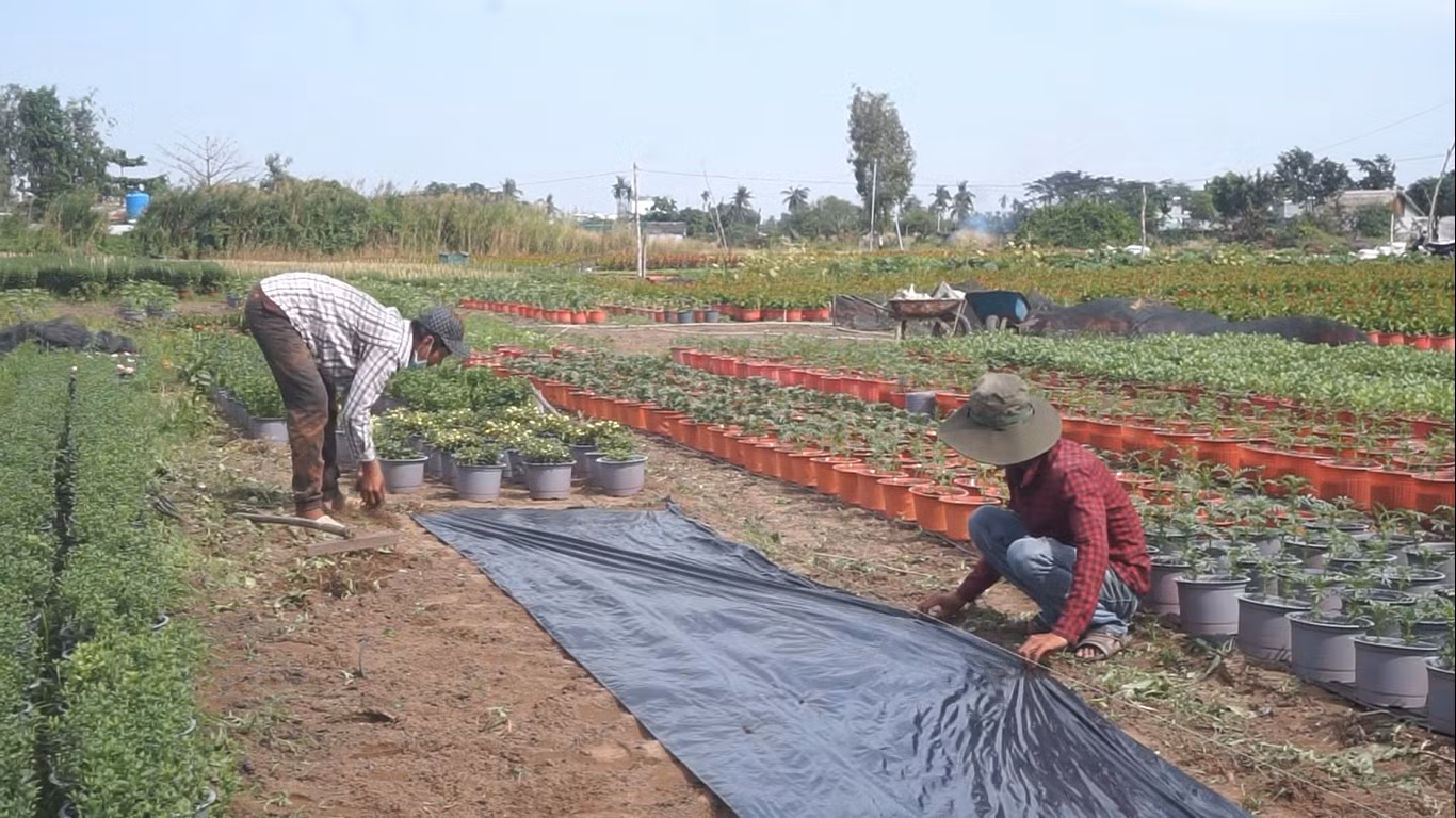 Nhà vườn TPHCM thấp thỏm vụ hoa Tết ảnh 4