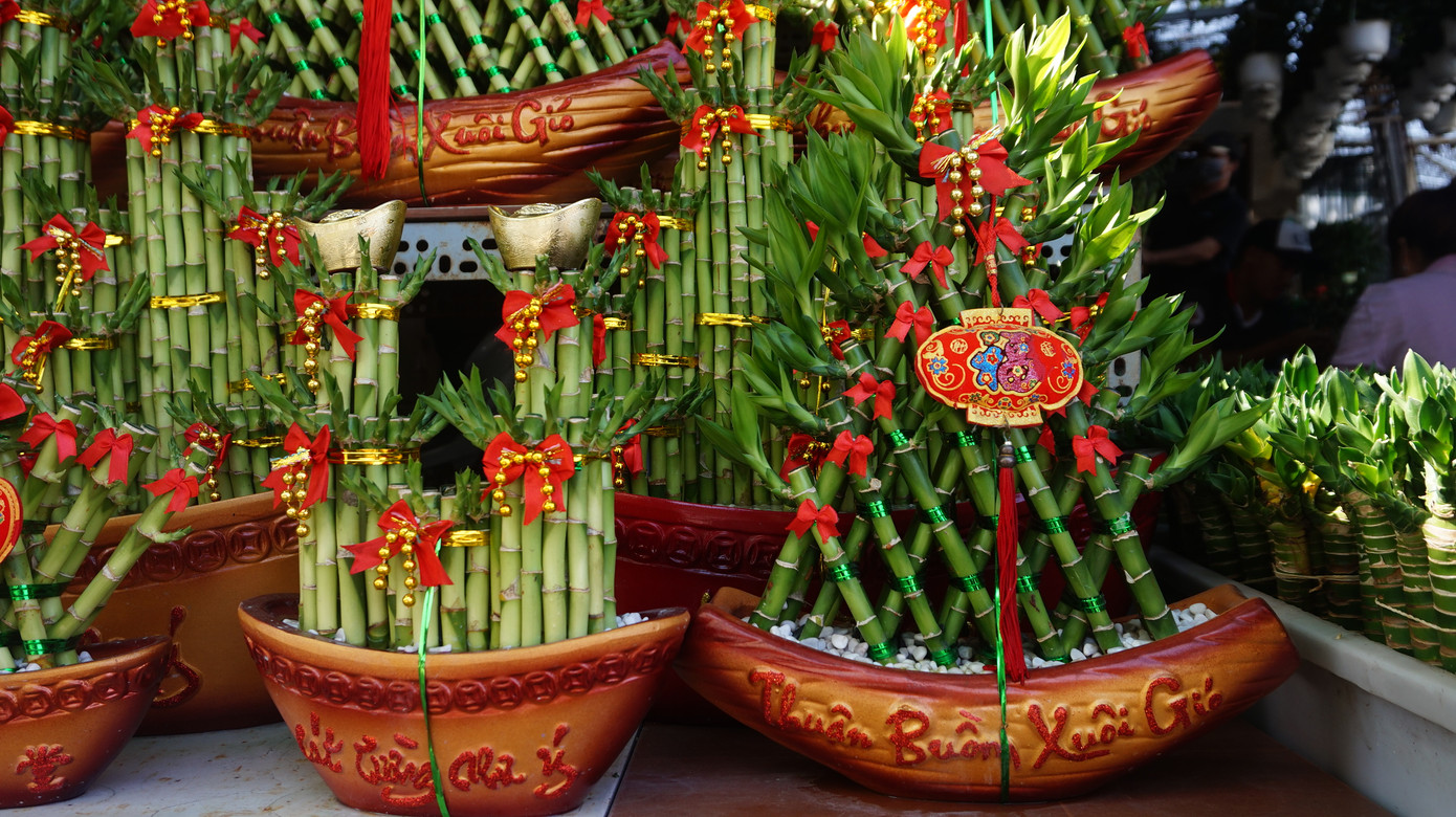 Bưởi diễn vượt hàng nghìn cây số vào Nam, người Sài Gòn ký tên lên chậu đặt trước ảnh 12