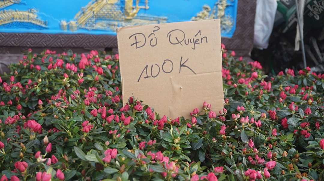 Đào miền Bắc đỏ rực ở đất phương Nam ảnh 12