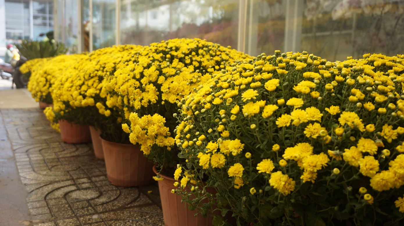 Bưởi diễn vượt hàng nghìn cây số vào Nam, người Sài Gòn ký tên lên chậu đặt trước ảnh 2