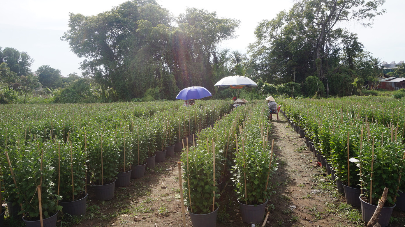 Nhà vườn TPHCM thấp thỏm vụ hoa Tết ảnh 10