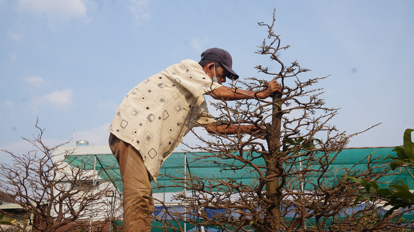 Chi cả tỷ đồng thuê người lặt lá mai tết ảnh 7