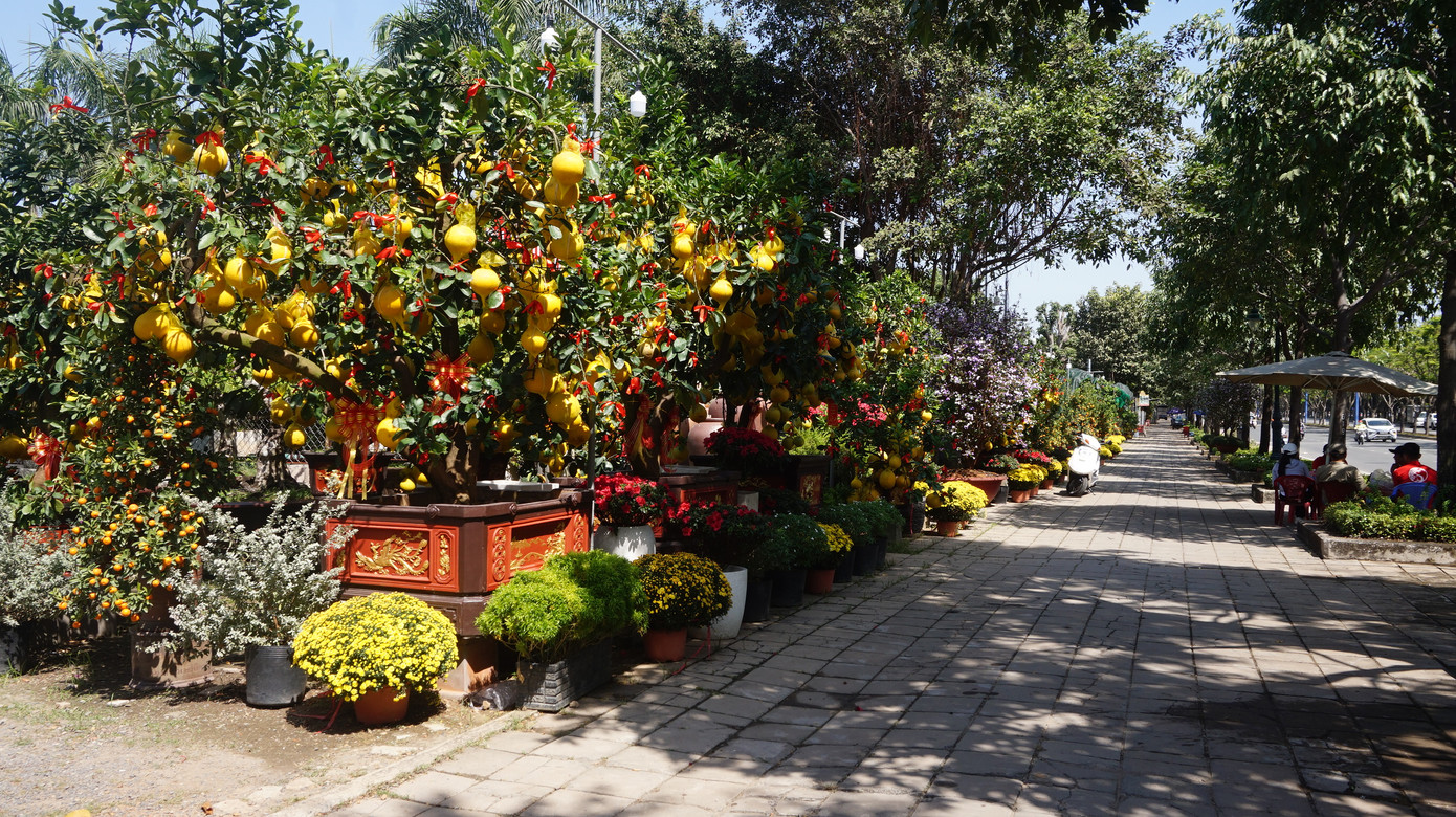 Bưởi diễn vượt hàng nghìn cây số vào Nam, người Sài Gòn ký tên lên chậu đặt trước ảnh 6