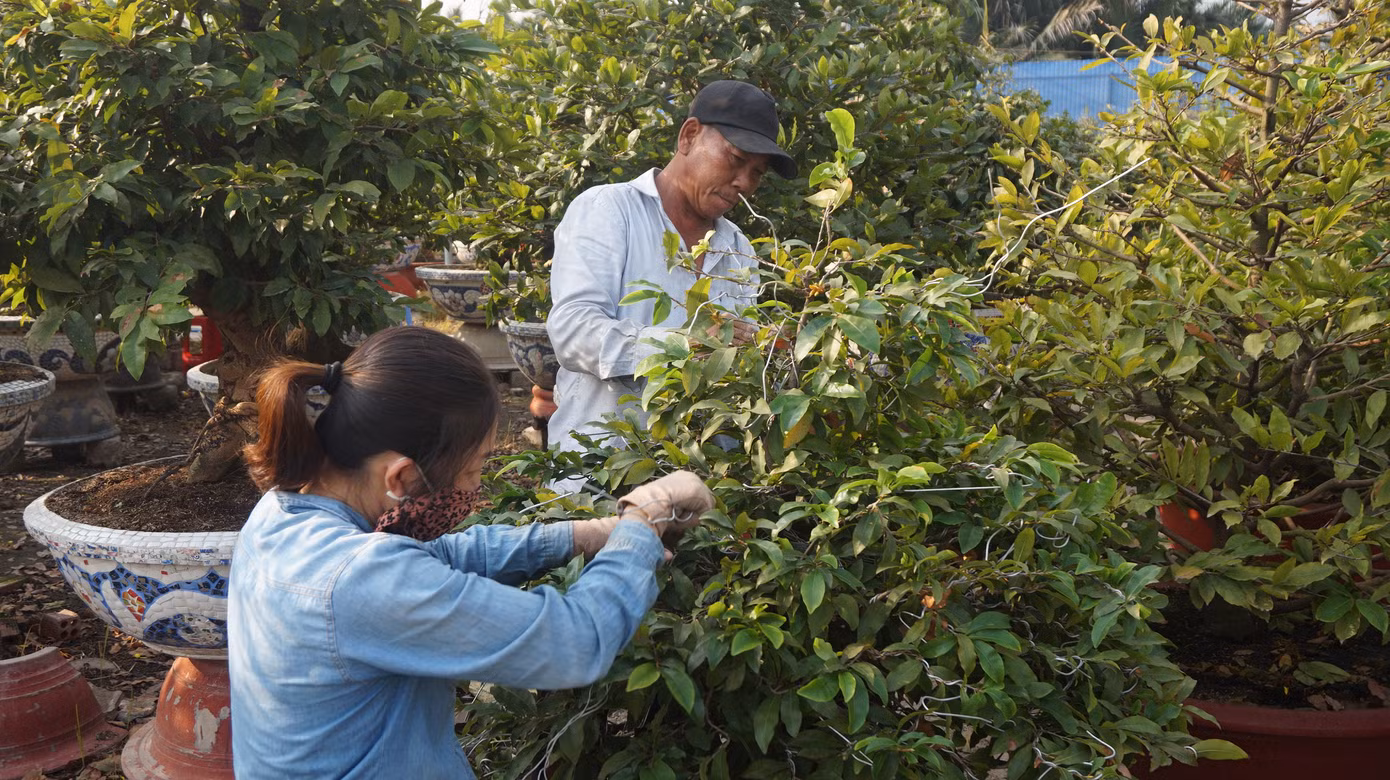 Chi cả tỷ đồng thuê người lặt lá mai tết ảnh 1
