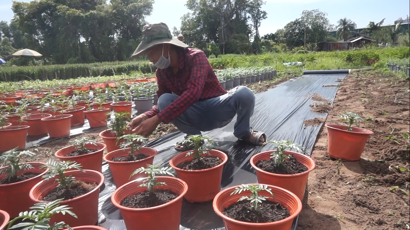 Nhà vườn TPHCM thấp thỏm vụ hoa Tết ảnh 5