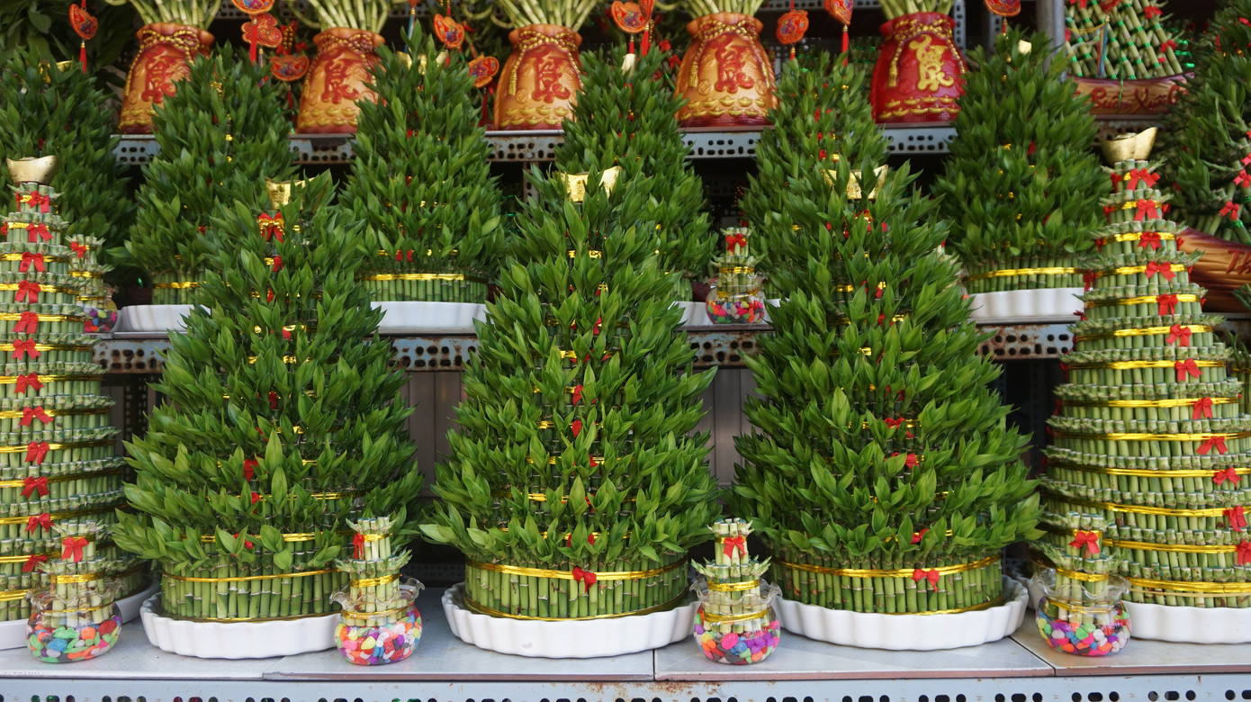 Bưởi diễn vượt hàng nghìn cây số vào Nam, người Sài Gòn ký tên lên chậu đặt trước ảnh 15