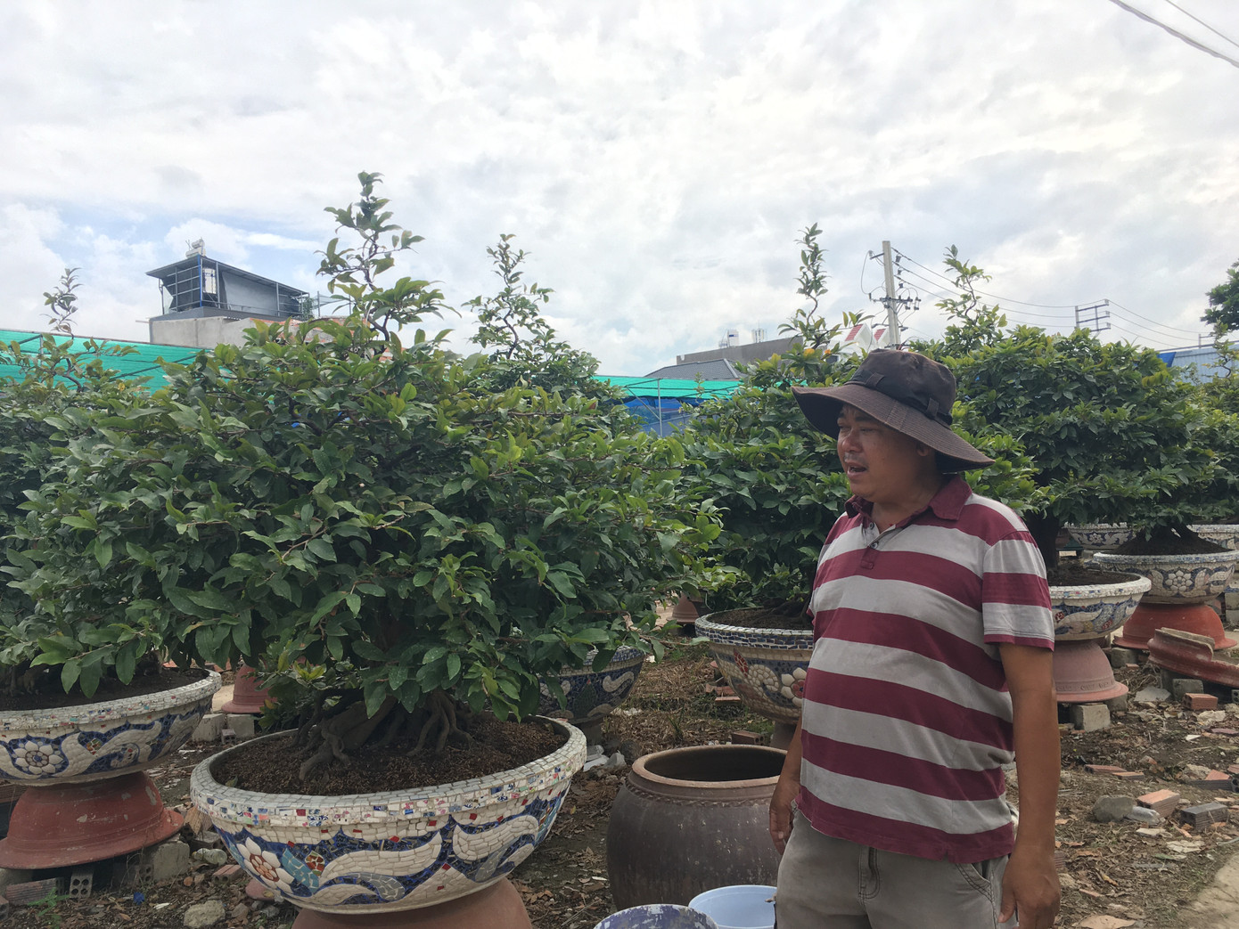 Chi cả tỷ đồng thuê người lặt lá mai tết ảnh 2