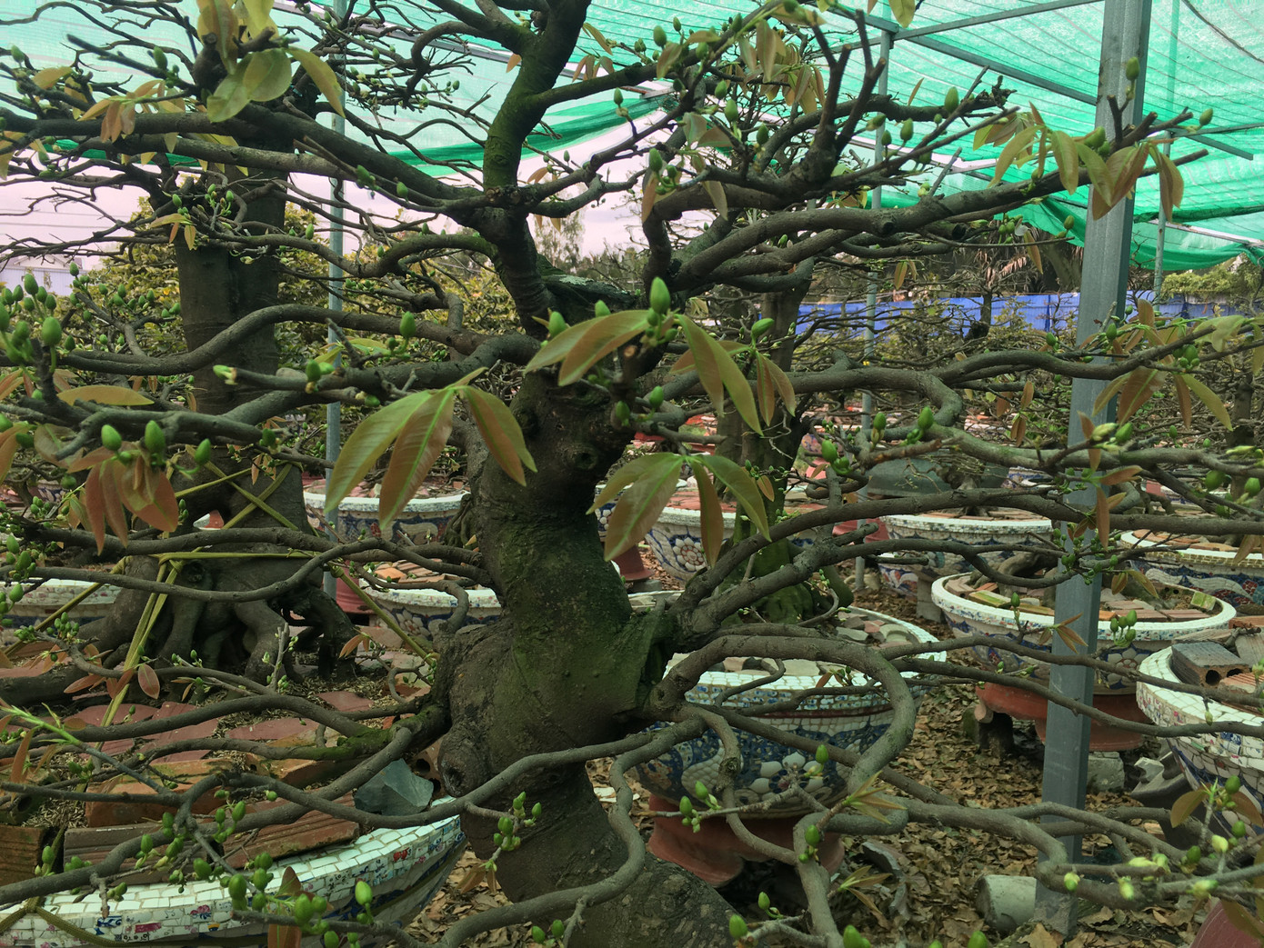 Mai tết nở sớm, nhà vườn 'khóc ròng' ảnh 7