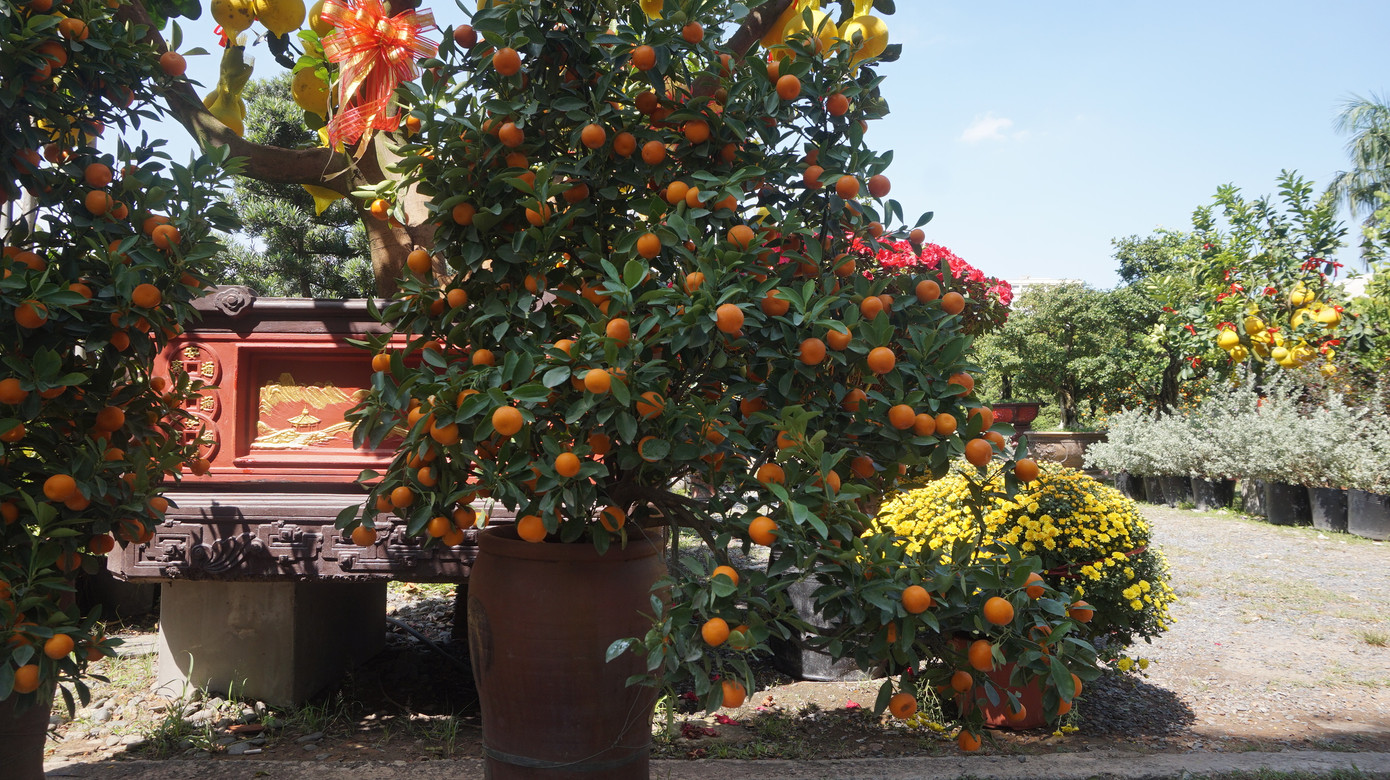Bưởi diễn vượt hàng nghìn cây số vào Nam, người Sài Gòn ký tên lên chậu đặt trước ảnh 8