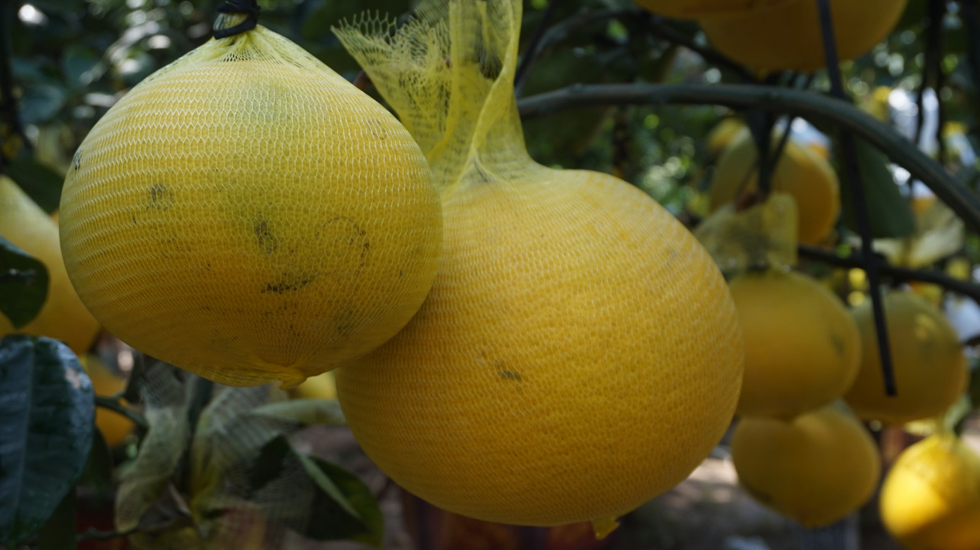 Bưởi diễn vượt hàng nghìn cây số vào Nam, người Sài Gòn ký tên lên chậu đặt trước ảnh 4