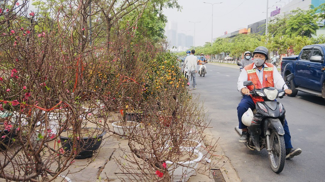 Đào miền Bắc đỏ rực ở đất phương Nam ảnh 3