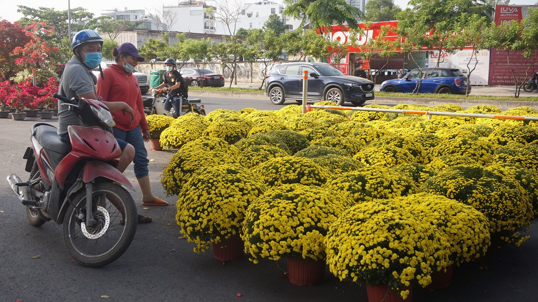 Đào miền Bắc đỏ rực ở đất phương Nam ảnh 11