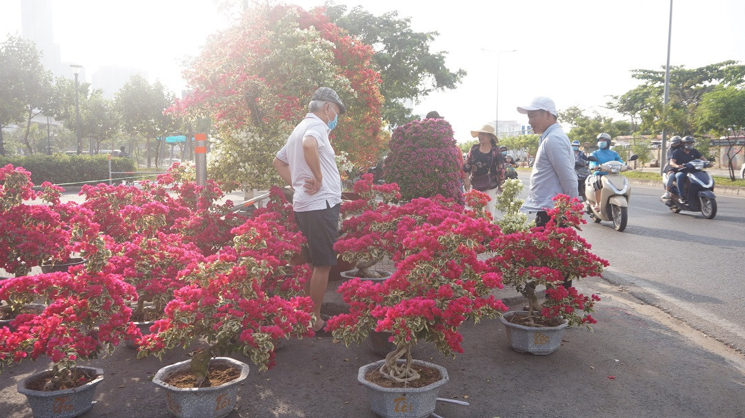 Đào miền Bắc đỏ rực ở đất phương Nam ảnh 14