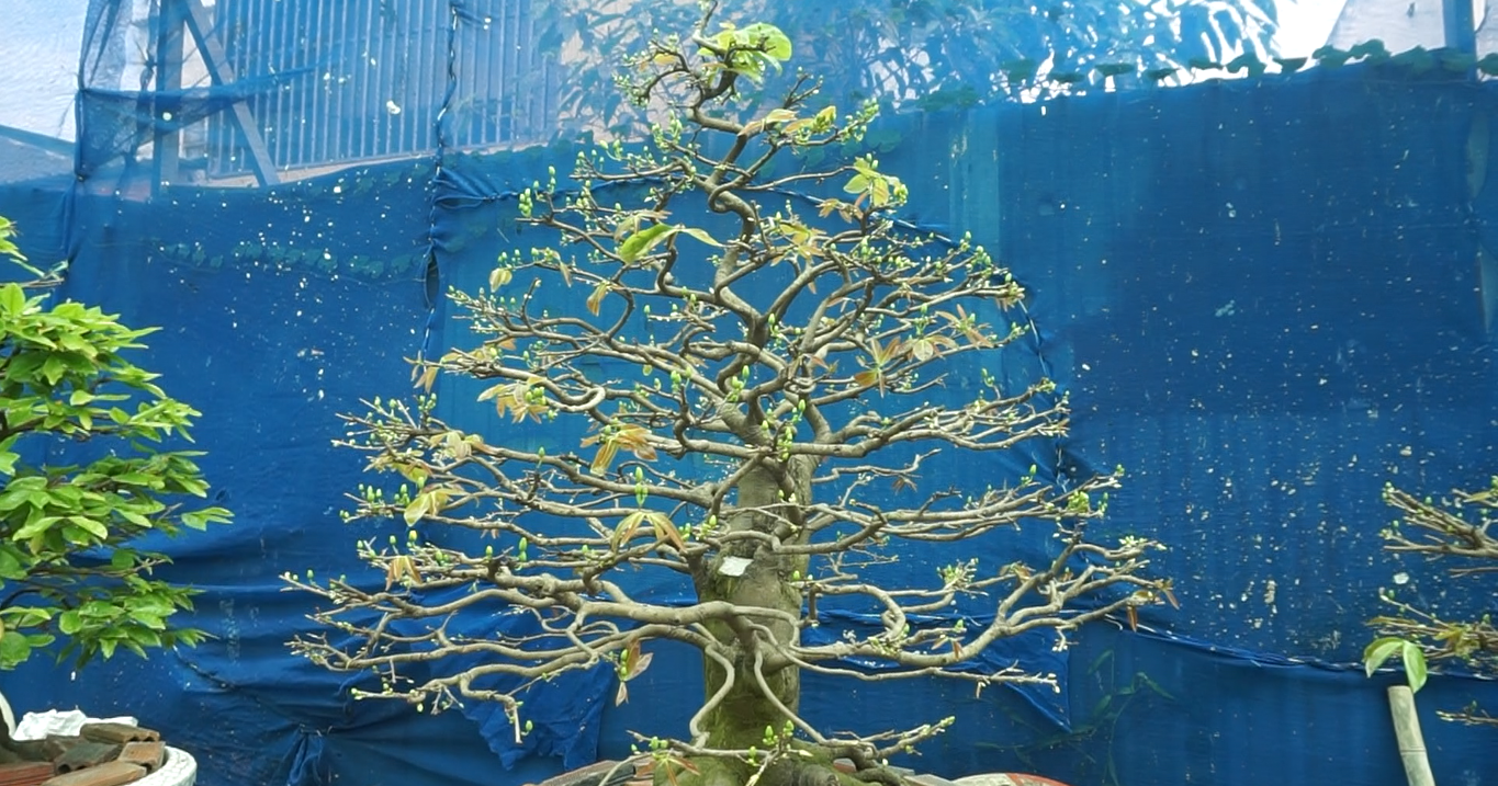 Mai tết nở sớm, nhà vườn 'khóc ròng' ảnh 5