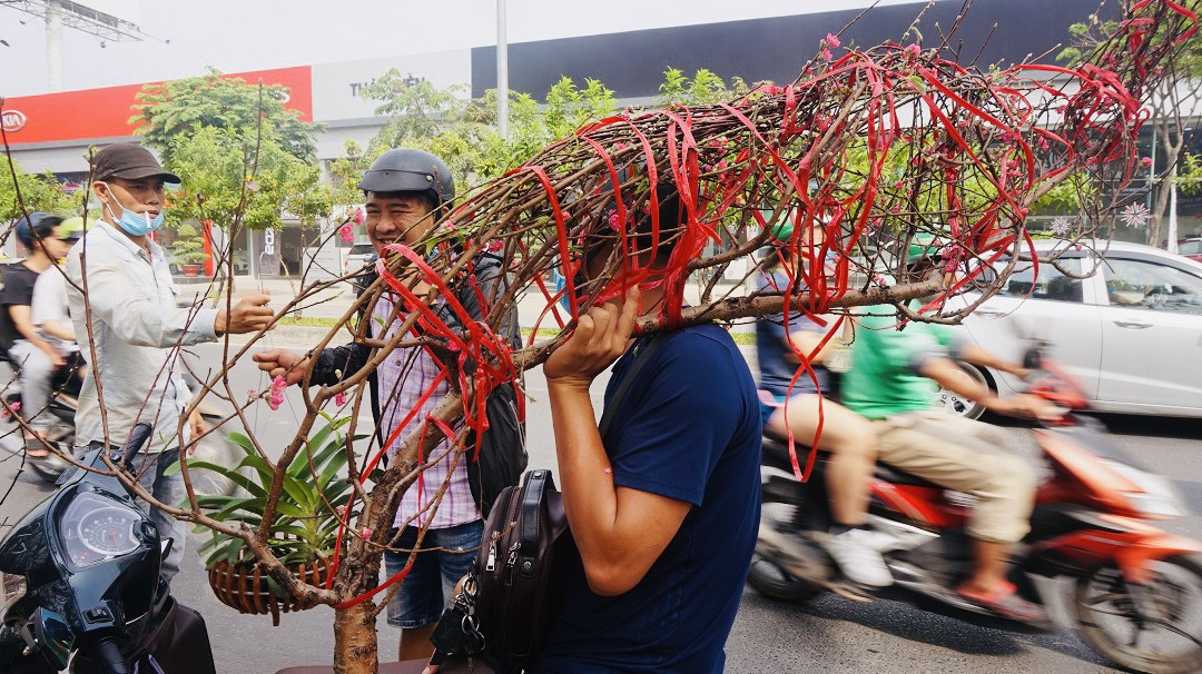 Đào miền Bắc đỏ rực ở đất phương Nam ảnh 5