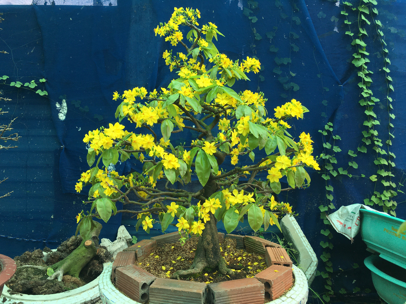 Mai tết nở sớm, nhà vườn 'khóc ròng' ảnh 1