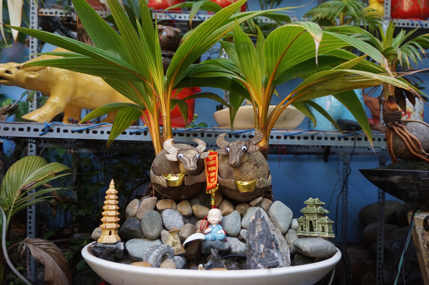 Độc đáo bonsai dừa tạo hình con trâu đón Tết Tân Sửu 2021 ảnh 7