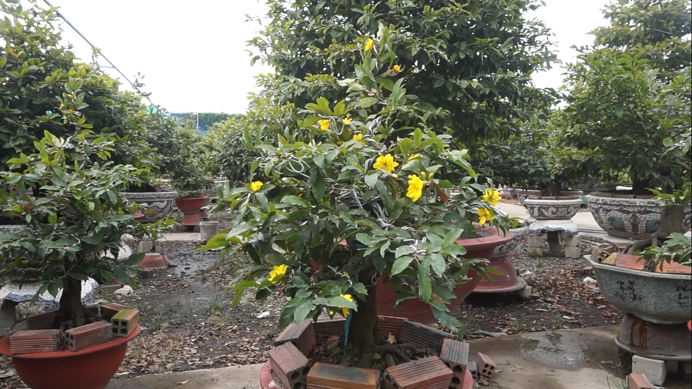 Mai tết nở sớm, nhà vườn 'khóc ròng' ảnh 11