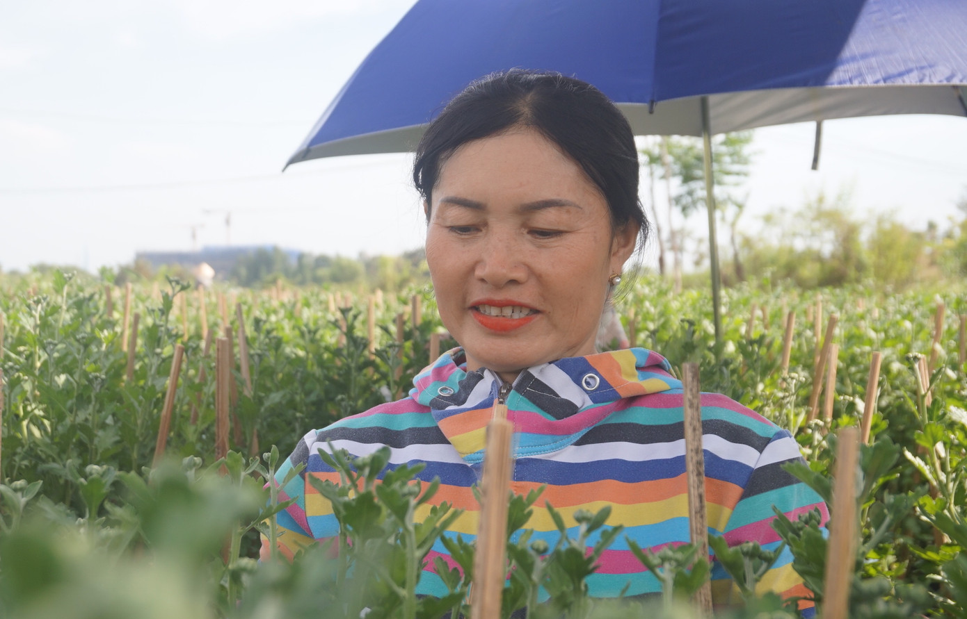 Nhà vườn TPHCM thấp thỏm vụ hoa Tết ảnh 3