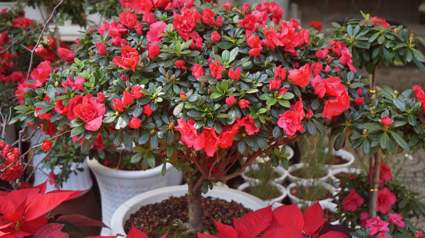 Bưởi diễn vượt hàng nghìn cây số vào Nam, người Sài Gòn ký tên lên chậu đặt trước ảnh 9