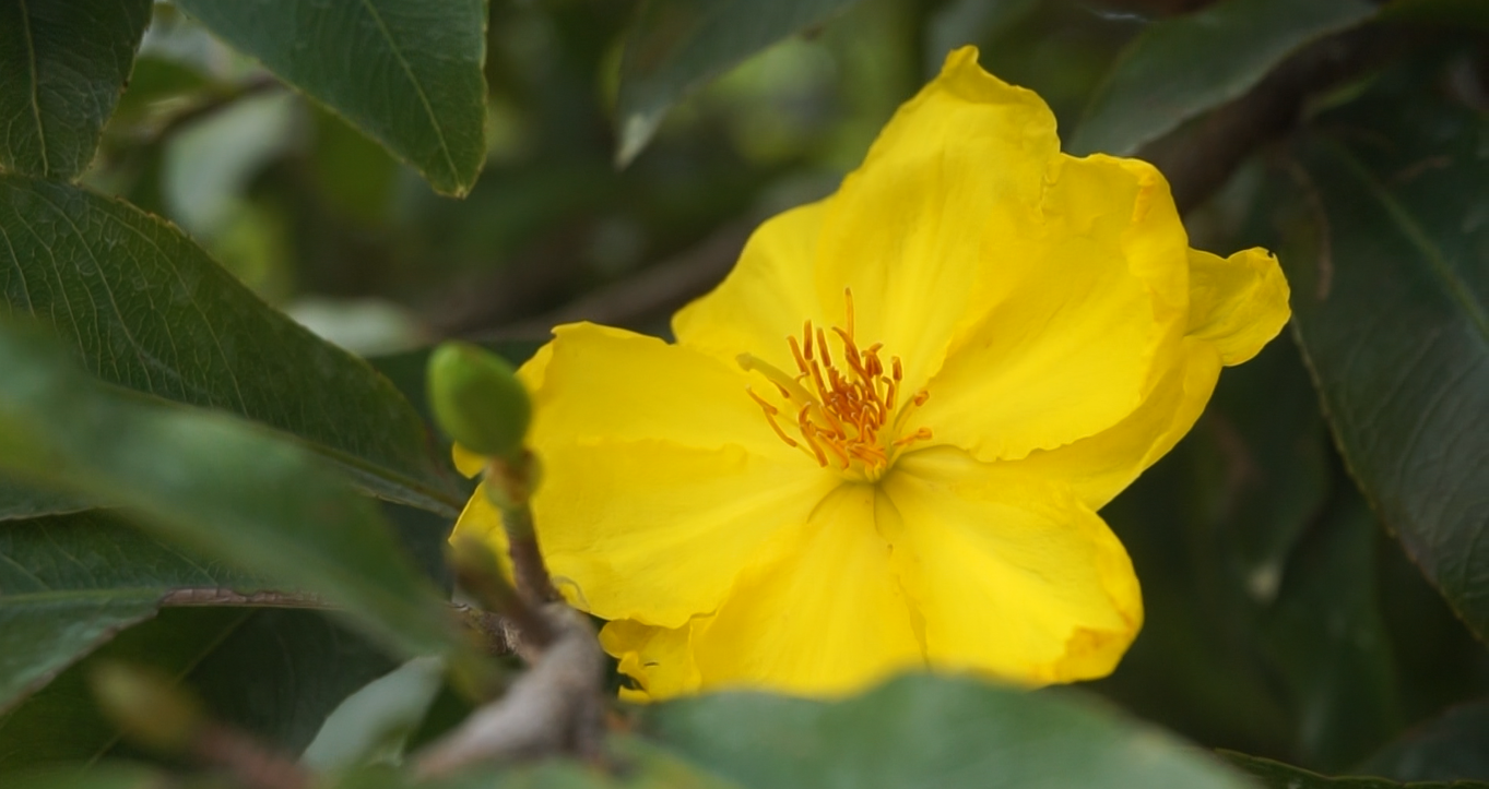 Mai tết nở sớm, nhà vườn 'khóc ròng' ảnh 2