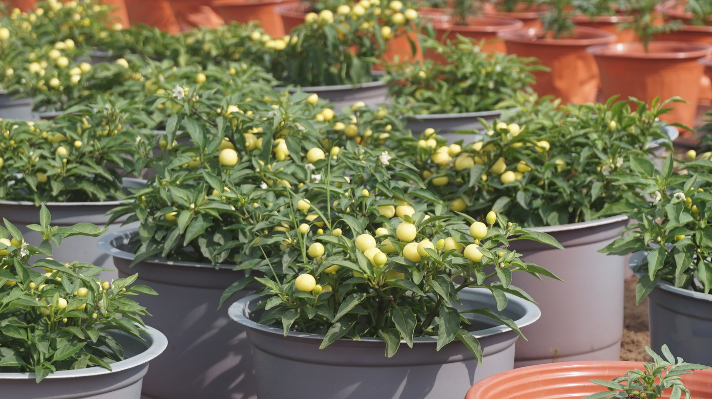 Nhà vườn TPHCM thấp thỏm vụ hoa Tết ảnh 8