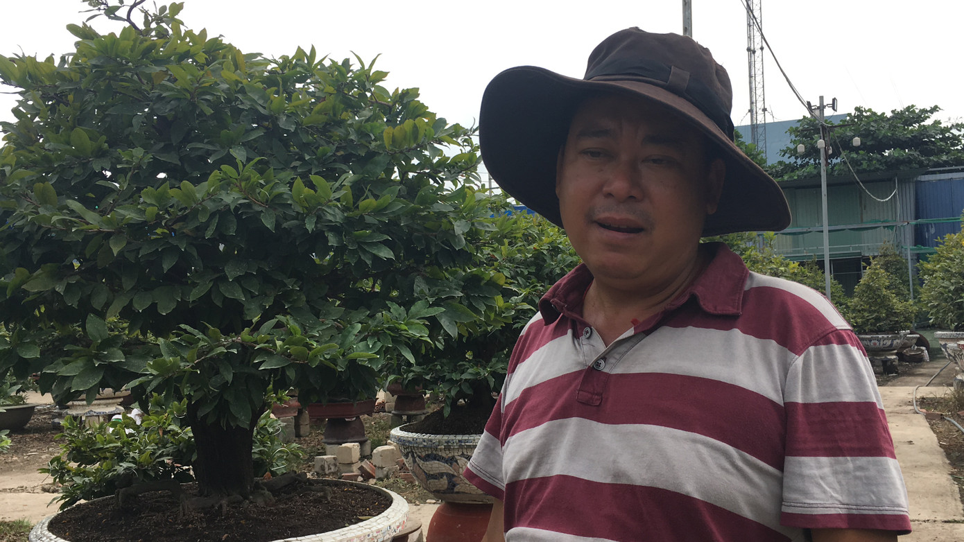 Mai tết nở sớm, nhà vườn 'khóc ròng' ảnh 13