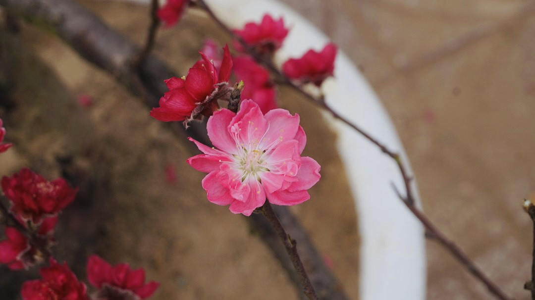 Đào miền Bắc đỏ rực ở đất phương Nam ảnh 7