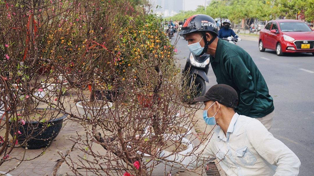 Đào miền Bắc đỏ rực ở đất phương Nam ảnh 13