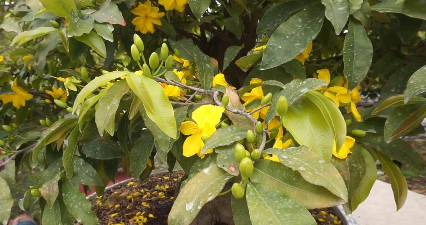 Mai tết nở sớm, nhà vườn 'khóc ròng' ảnh 4