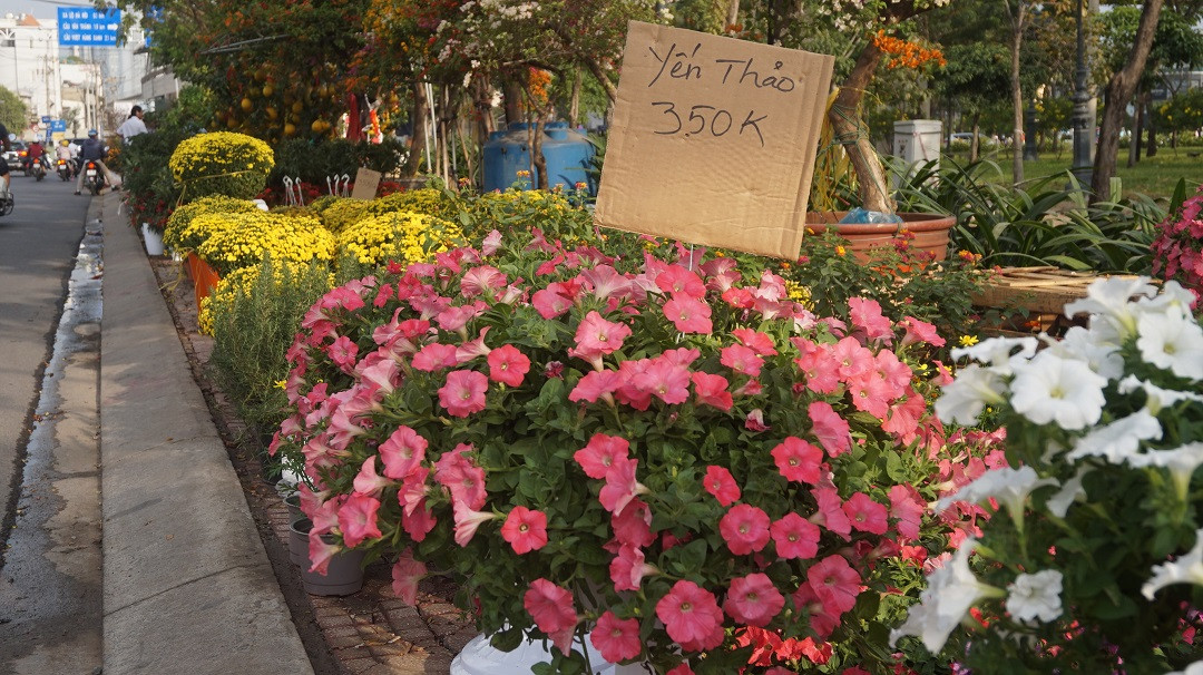 Đào miền Bắc đỏ rực ở đất phương Nam ảnh 10