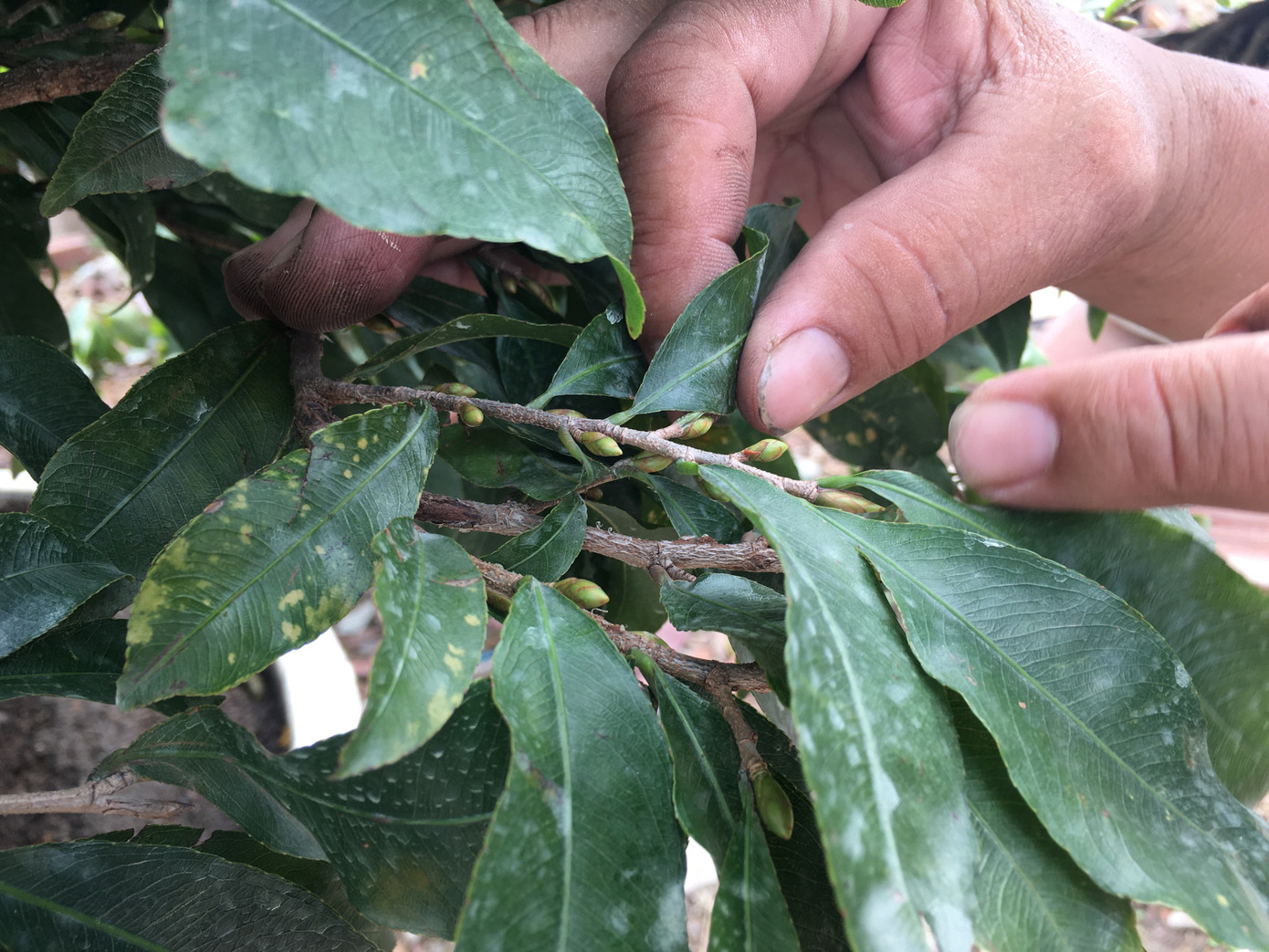 Mai tết nở sớm, nhà vườn 'khóc ròng' ảnh 9