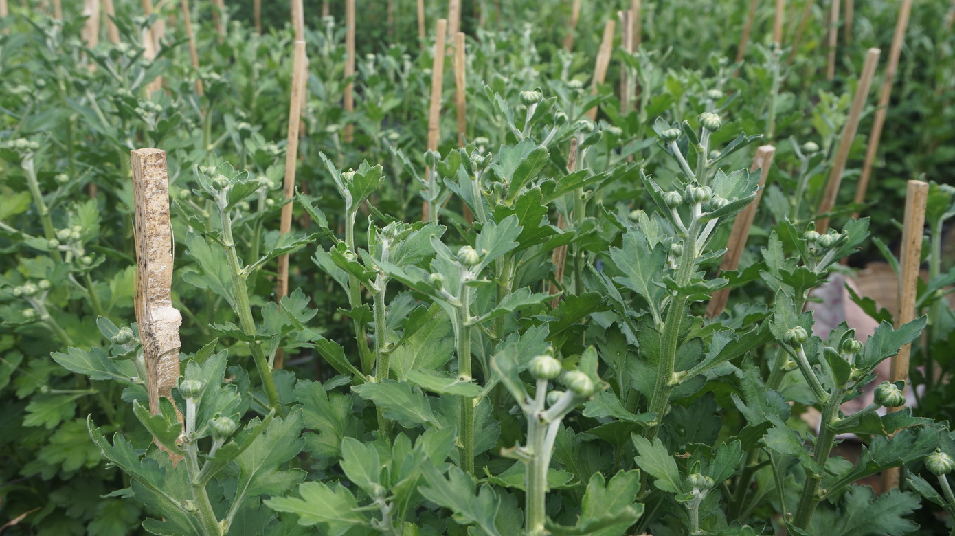 Nhà vườn TPHCM thấp thỏm vụ hoa Tết ảnh 7