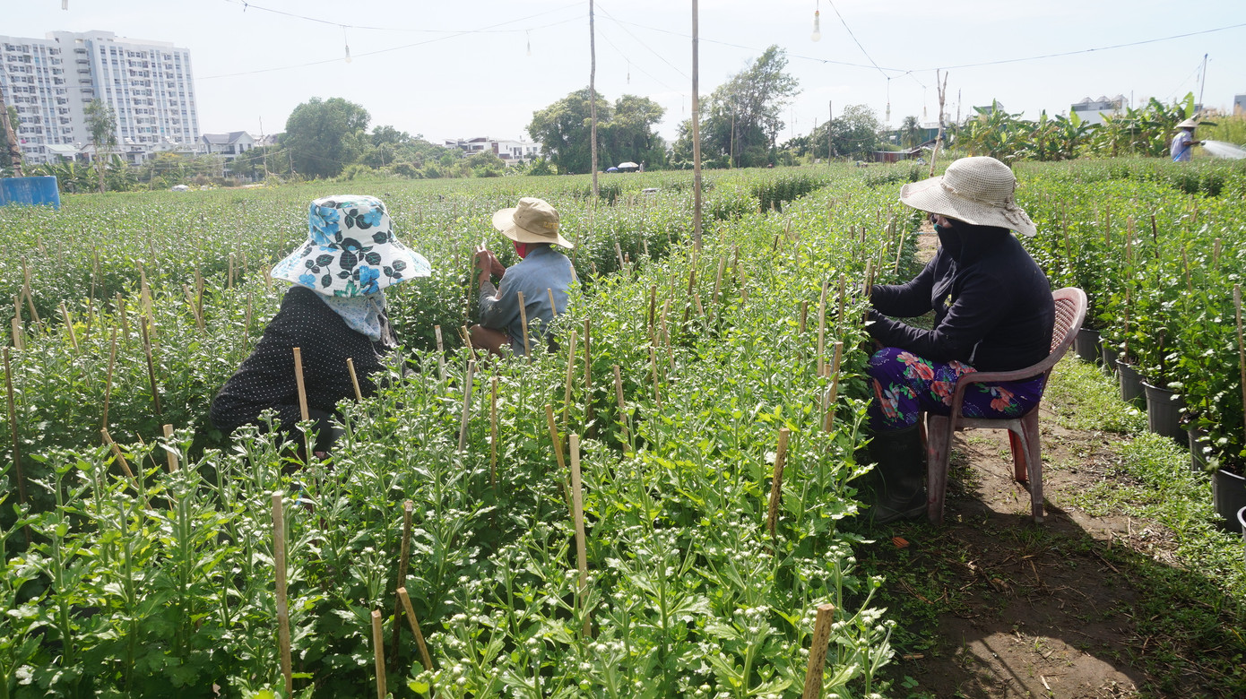 Nhà vườn TPHCM thấp thỏm vụ hoa Tết ảnh 11