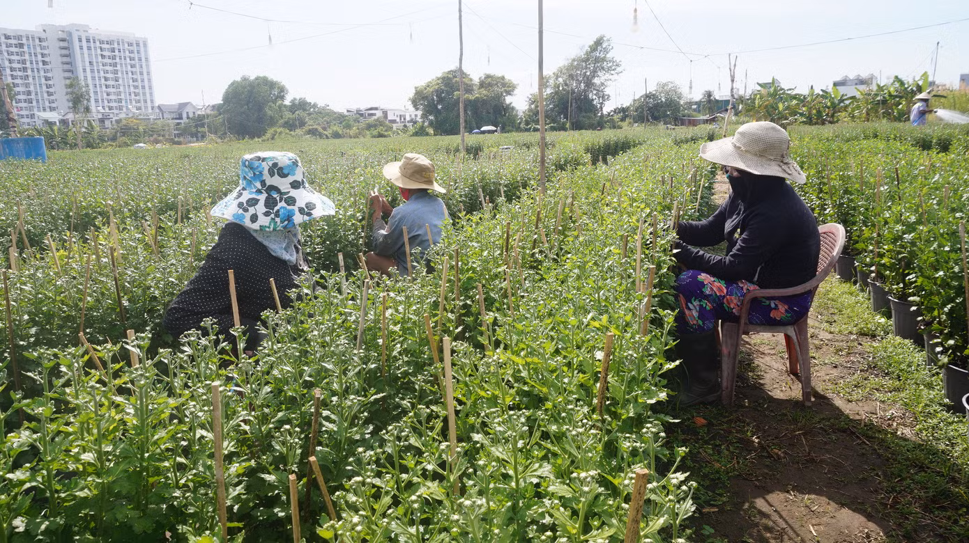Nhà vườn TPHCM thấp thỏm vụ hoa Tết ảnh 11