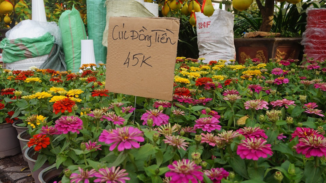 Đào miền Bắc đỏ rực ở đất phương Nam ảnh 9