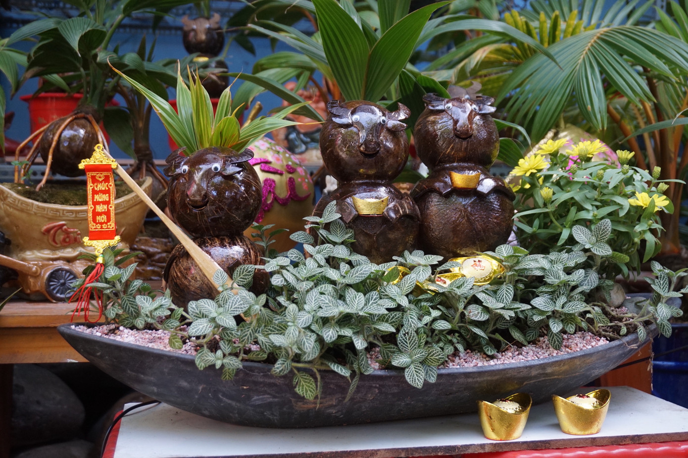 Độc đáo bonsai dừa tạo hình con trâu đón Tết Tân Sửu 2021 ảnh 5