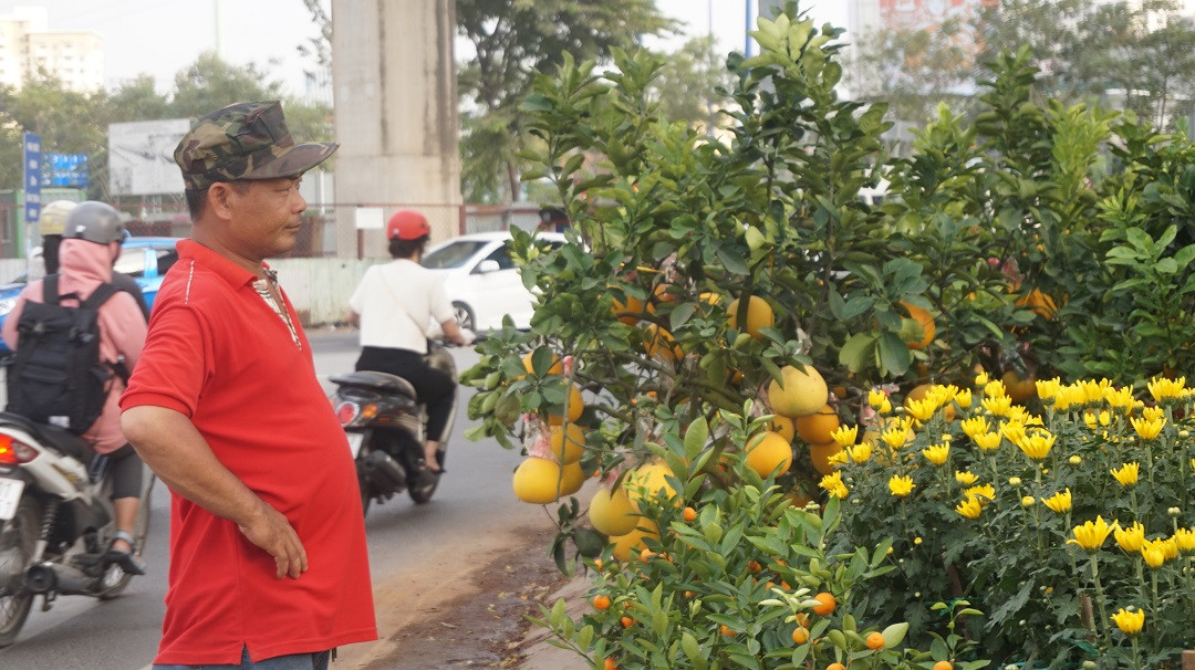 Đào miền Bắc đỏ rực ở đất phương Nam ảnh 15