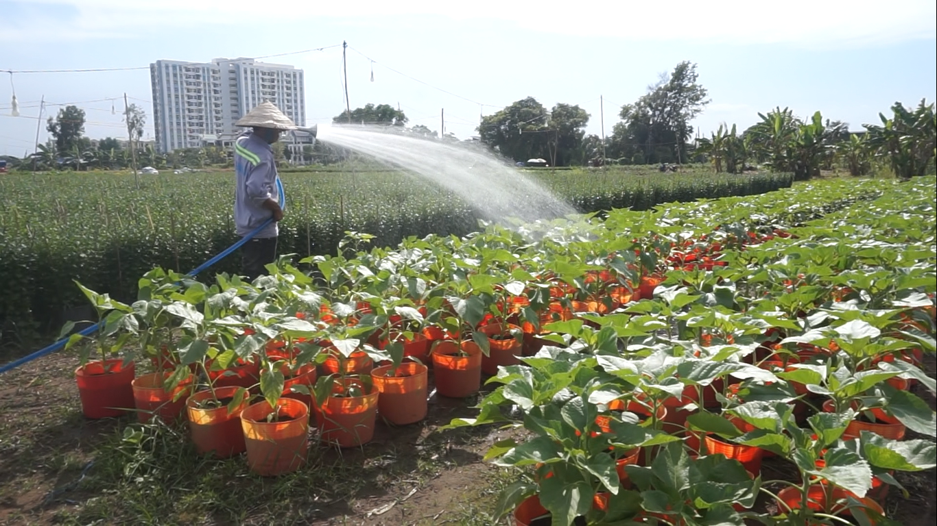 Nhà vườn TPHCM thấp thỏm vụ hoa Tết ảnh 6