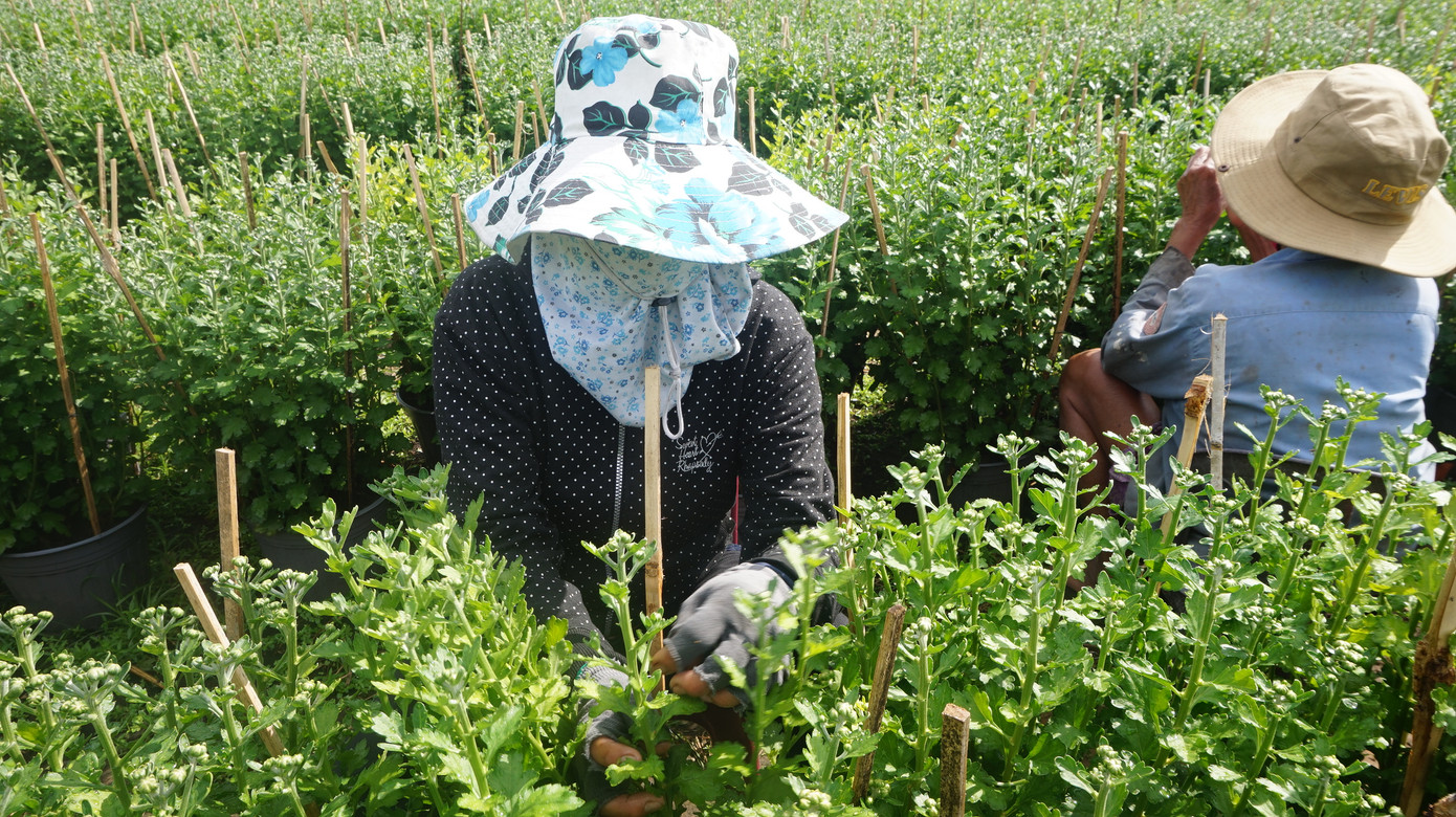 Nhà vườn TPHCM thấp thỏm vụ hoa Tết ảnh 13